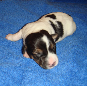 Puppy 1 Male